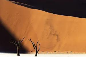 2020 April Highlights Prints: Deadvlei with dead Camel thorn trees (Vachellia erioloba), Namib-Naukluft National Park