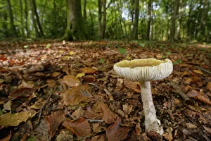 Death cap (Amanita phalloides) mushroom among leaf litter in dense beech woodland