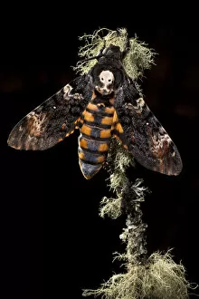 Butterflies & Moths Gallery: Deaths head hawkmoth (Acherontia atropos). Captive bred in the UK