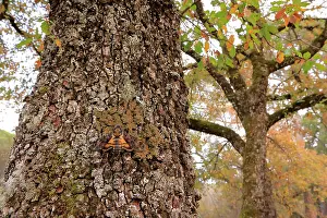 Fagales Prints: Death's head hawkmoth (Acherontia atropos) resting on Portuguese oak (Quercus faginea)