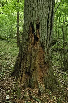 Images Dated 8th June 2008: Decaying tree trunk, Moricsala Strict Nature Reserve, Moricsala Island, Lake Usma