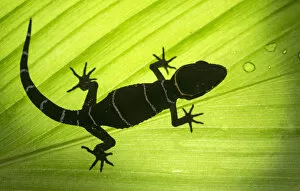 Deccan ground gecko (Cyrtodactylus albofasciatus), backlit on leaf. Amboli, Maharashtra, India