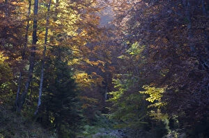 Images Dated 19th June 2009: Deciduous forest in autumn, Piatra Craiului National Park, Transylvania, Southern