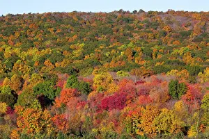 Autumn Prints: Deciduous forest in autumnal colours, Middlefield, Connecticut, USA. October, 2023
