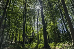 Deciduous forest with sunlight shining through trees, Monmouthshire, Wales, UK. September