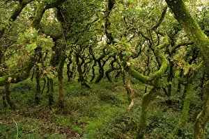 Surrey Prints: Deciduous forest, Surrey, England, UK. October 2023