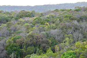 Dense Prints: Deciduous / semi-humid forest, Andrafiamena-Andavakoera Protected Forest