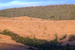 Environmental Issues Prints: Deciduous / semi-humid forest and anthropogenic grassland boundary / ecotone in early morning light