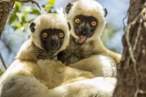Friendship Collection: Deckens sifaka (Propithecus deckenii) grooming each other, Tsimembo area, Madagascar