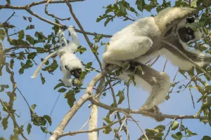 Deckens sifaka (Propithecus deckenii) female and his young playing, Tsimembo area, Madagascar