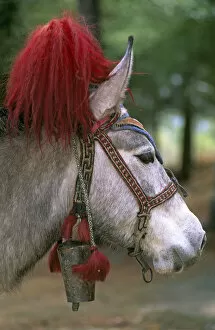 Decorated bridle of lead pack horse / donkey, Paro valley, Bhutan