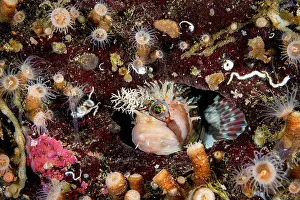 Vancouver Island Prints: Decorated warbonnet (Chirolophis decoratus) peering out from a hole in a rock wall