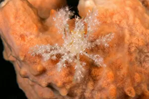 Images Dated 2nd March 2013: Decorator crab (unidentified) on Soft Coral at night. Due to the heavy decoration
