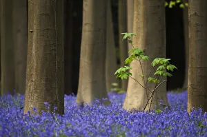 Deep blue carpet of Bluebells (Hyacinthoides non-scripta / Endymion scriptum) flowering