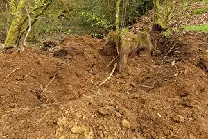 Damaged Prints: Deep excavation around a rotting tree stump made by a Wild boar (Sus scrofa) rooting for food