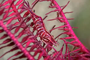 Camouflage Gallery: Deep red Feather star shrimp (Hippolyte prideauxiana) crawling secretly amongst the arms of a