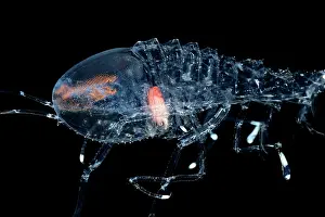 Deep Sea Prints: Deep sea amphipod (Cystisoma neptuni) portrait