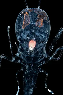 Deep Sea Prints: Deep sea amphipod (Cystisoma neptuni) portrait
