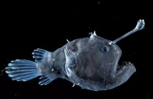 Deep Sea Gallery: Deep sea Anglerfish female with lure {Himantolophus sp} Atlantic ocean
