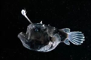 Deep Sea Collection: Deep sea Anglerfish {Himantolophus sp} female with lure projecting from head to attract prey