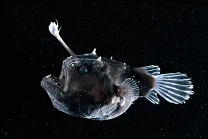Deep sea Anglerfish {Himantolophus sp} female with lure projecting from head to attract prey
