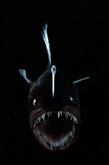 Deep Sea Collection: Deep sea Anglerfish {Melanocoetus sp} female with lure projecting from head to attract prey