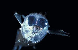 Deep sea fish (Winteria telescopa) with forward pointing tubular eyes
