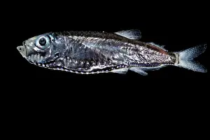 Stomiiformes Prints: Deep-sea hatchetfish (Maurolicus walvisensis) portrait
