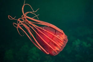Deep sea jellyfish (Periphylla periphylla), Trondheimsfjord, Norway, July