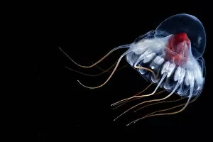 Deep Sea Collection: Deep sea jellyfish (Periphylla periphylla) juvenile, Trondheimsfjord, Norway