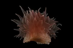 Deep Sea Gallery: Deepsea Anemone from a coral seamount, Indian ocean, November 2011
