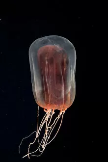 Deep Sea Collection: Deepsea Anthomedusa (Pandea rubra) Gulf of Maine, Atlantic