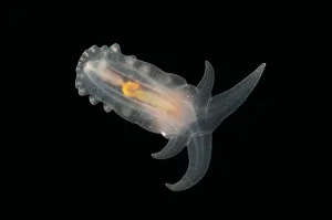 Deepsea benthic Sea cucumber (Peniagone porcella) from mid atlantic ridge, depth approx 2500m