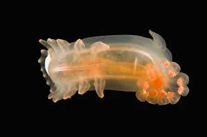 Deepsea benthic Sea cucumber (Peniagone sp) with commensal polynoid polychaete