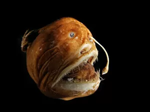 Deep Sea Collection: Deepsea Blackdevil fish (Melanocetus murrayi) female anglerfish specimen