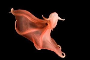 Swimming Gallery: Deepsea cirrate octopod {Stauroteuthis syrtensis} 830m, Gulf of Maine, Atlantic