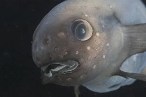 Deep Sea Gallery: Deepsea fish {Paraliparis sp.) North East Atlantic Ocean off Cape Verde Islands depth