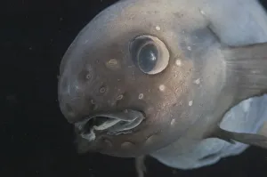 Deepsea fish {Paraliparis sp. ) North East Atlantic Ocean off Cape Verde Islands depth