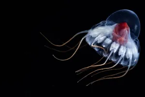 Deep Sea Prints: Deepsea jellyfish (Periphylla periphylla) juvenile, , Trondheims fjord, Norway