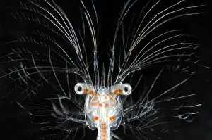 Plankton Prints: Deepsea marine larva of decapod crustacean {Sergestes sp} Atlantic ocean