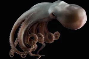 Deepsea octopus (Benthoctopus johnsoniana) Mid-Atlantic Ridge, North Atlantic Ocean