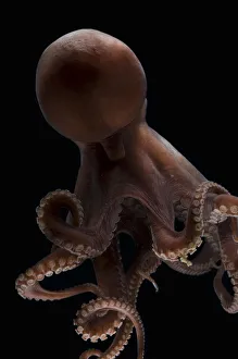 Sea Life Prints: Deepsea octopus (Benthoctopus johnsoniana) Mid-Atlantic Ridge, North Atlantic Ocean