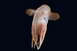 World Oceans Day 2021 Prints: Deepsea octopus (Grimpoteuthis sp), Dumbo, North Atlantic
