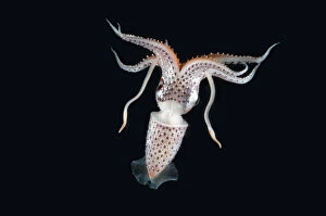 Images Dated 21st August 2009: Deepsea squid (Histioteuthis sp) from between 188m / 617ft and 507m / 1, 663ft depth, night