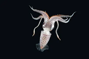 Deepsea squid (Histioteuthis sp) from between 188m / 617ft and 507m / 1, 663ft depth, night