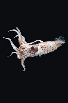 Deep Sea Gallery: Deepsea squid (Histioteuthis sp) swimming, from between 188m / 617ft and 507m / 1, 663ft depth