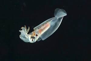 Images Dated 21st August 2009: Deepsea squid from midwater catch 195-498m, Mid-Atlantic Ridge, North Atlantic Ocean