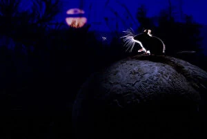 Anticipation Gallery: Deer mouse (Peromyscus maniculatus) on giant puffball mushroom, watching mosquito in the moonlight