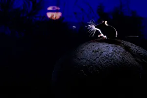 Deer mouse (Peromyscus maniculatus) on giant puffball mushroom, watching mosquito in the moonlight
