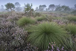 Castelein 100 Landscapes Collection: Deergrass (Scirpus cespitosus) at dawn among Heather (Calluna vulgaris), Groot Schietveld